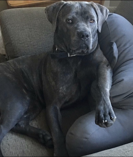 Kali