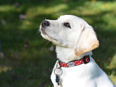 Gunther