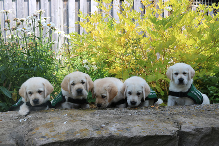 Bessie's S puppies