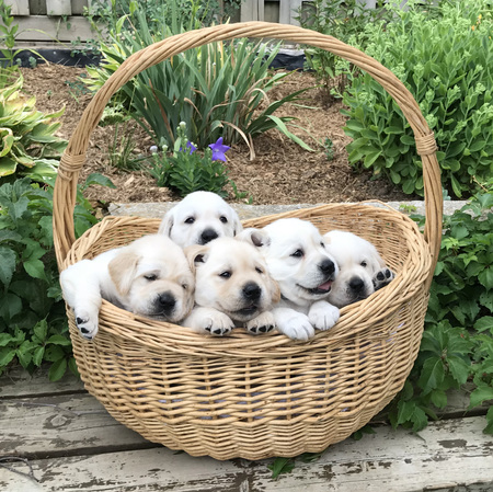 Bessie's S puppies