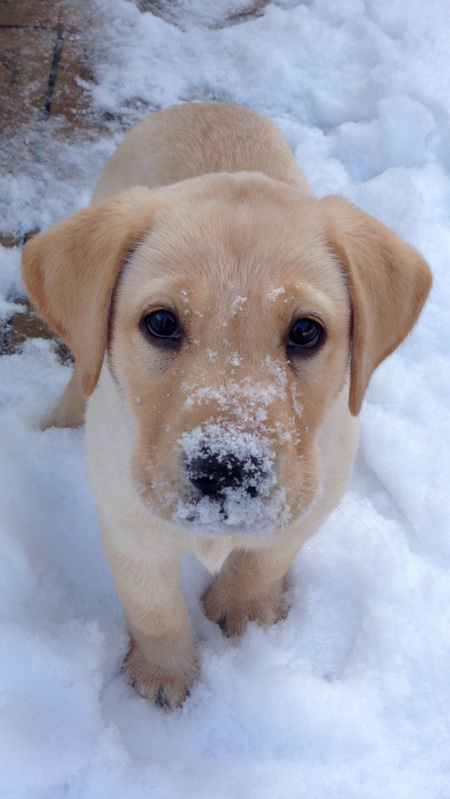 Taffy T Litter 2014