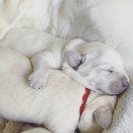 B litter pups (Wiki and Qwerty) Buddy (AAD) and Bessie (Breeding)