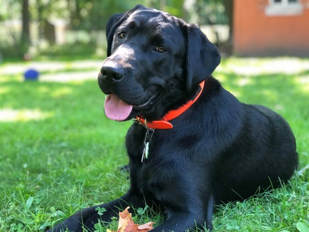 Mollie