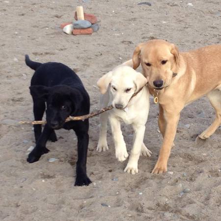 Mollie and friends
