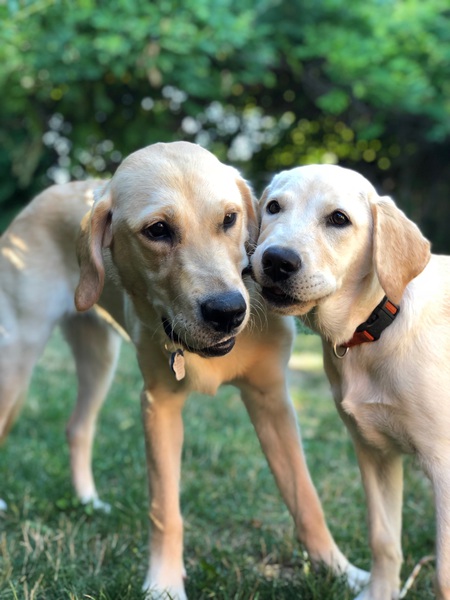 Aspen and Josie