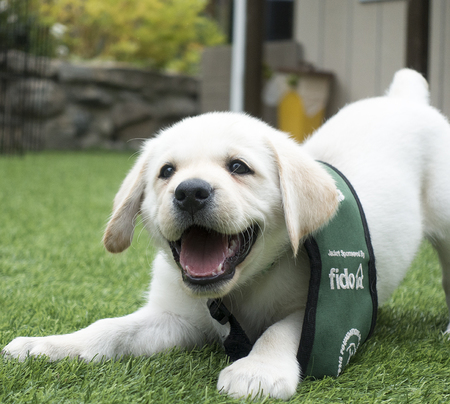S litter puppy