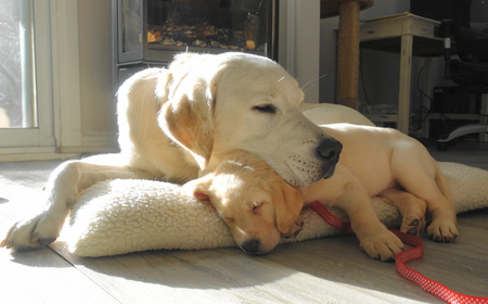 Snuggle time with Bowie and Keva 