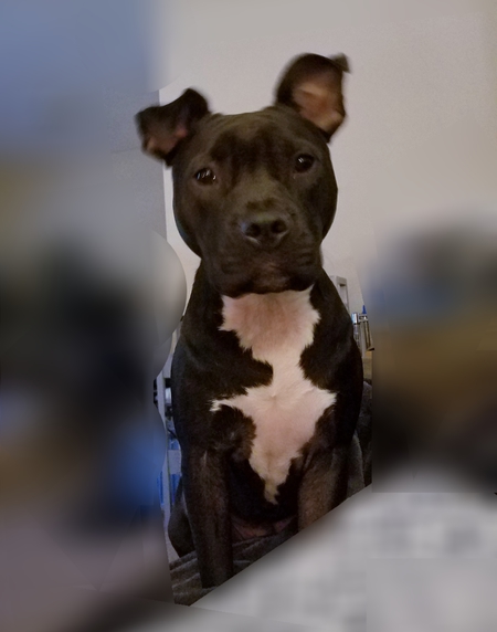 Gemma