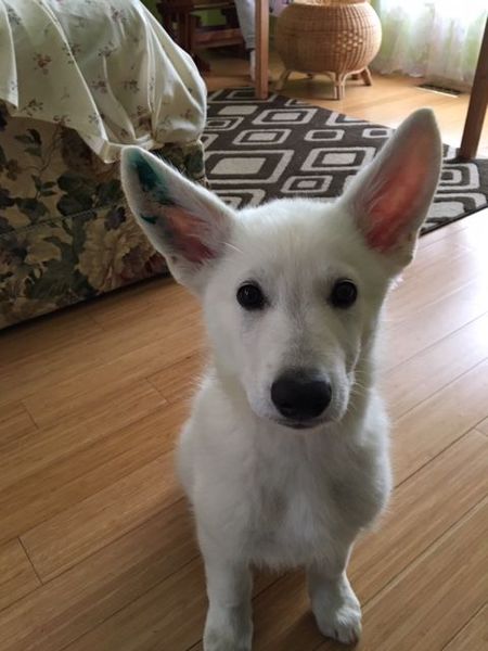 Oscar