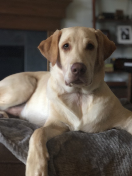Gus