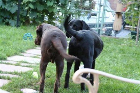 Buster & Jake