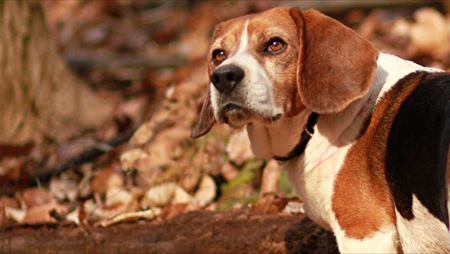 Beetle the Beagle