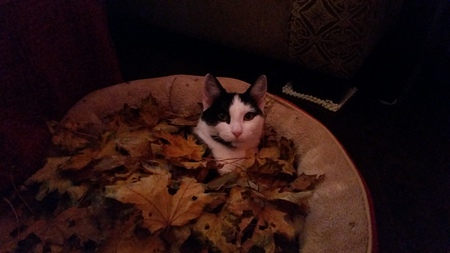 Duchess (adopted as Delilah)