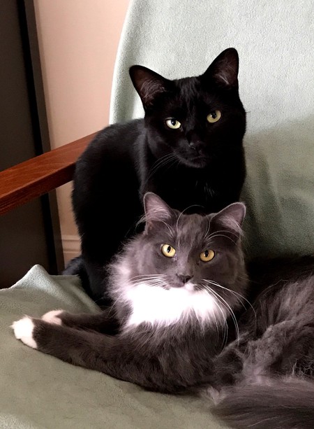 Lucy (black cat); Rikki