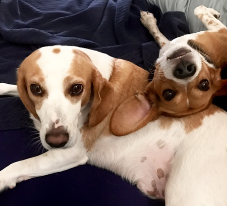 Beagle Brothers - Indiana & Otto
