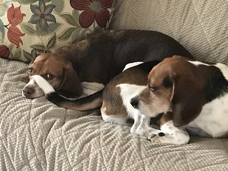 Cooper & Hunter
