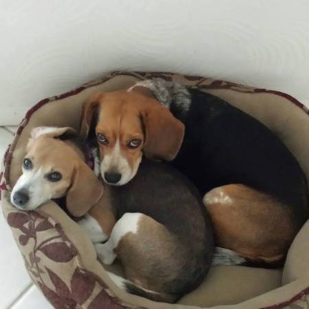 Mitzy & Patches, best friends furever 