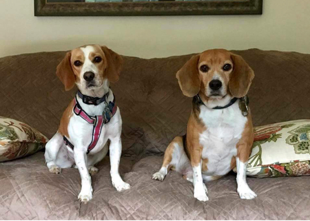 Fannie & Sarge