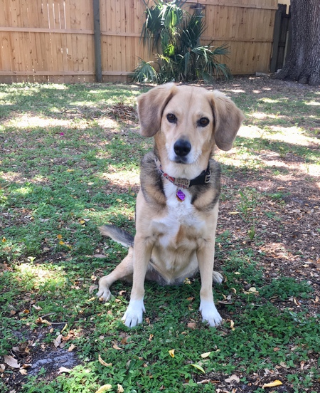 Piper