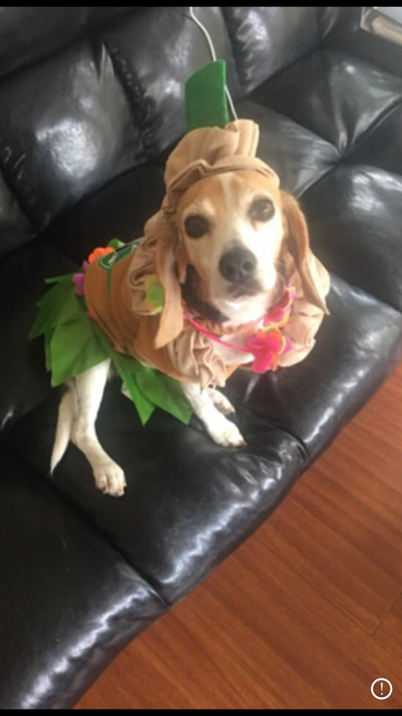 Dolly