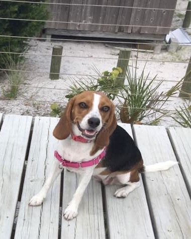 Piper