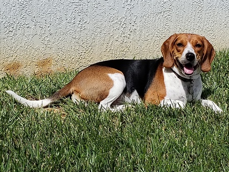 Trixie