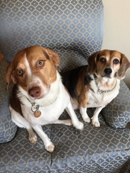 Dogma and Zuri