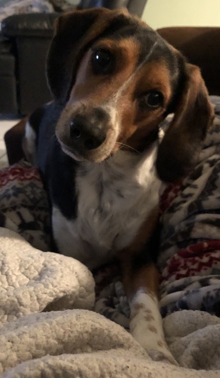 Opie