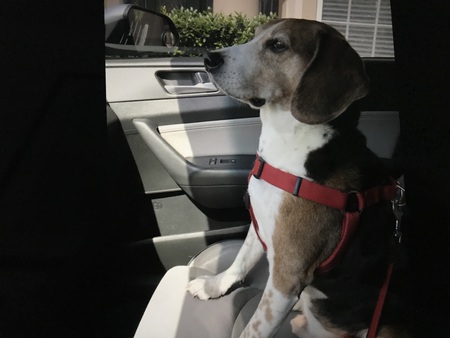 Louie