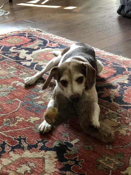 Tobias (Toby)
