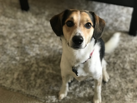 Lily