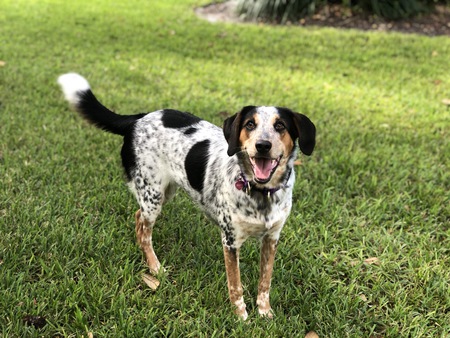 Bindi