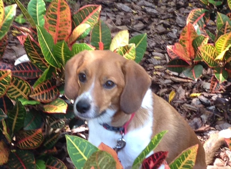 Charlie