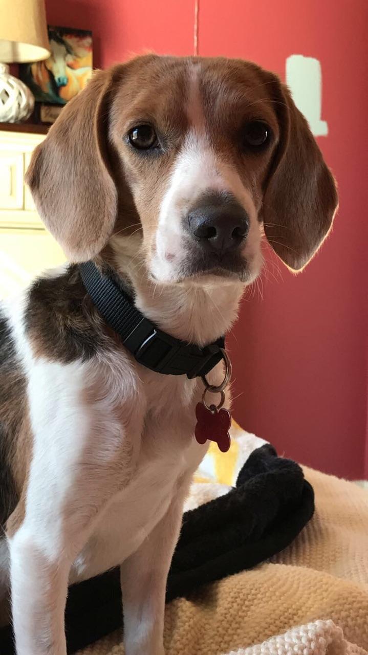 Vote for Abbey 2019 Tampa Bay Beagle Rescue Calendar Contest