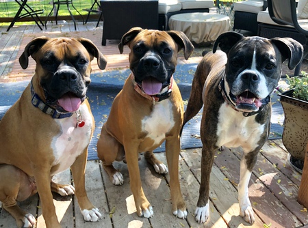 Clyde, Bud, Malibu 