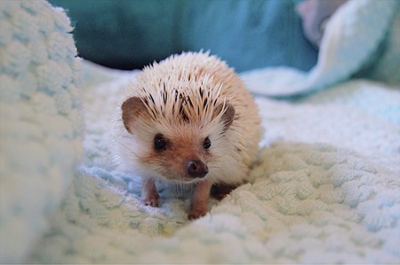 Odie the Hedgehog