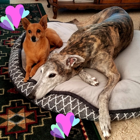 Luci (Greyhound) & Roxi (Chihuahua ) Johnson 