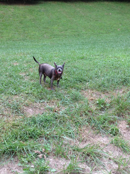 Oliver