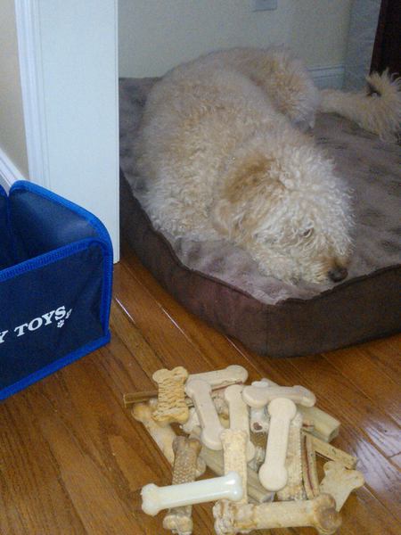 Lily the Hoarder