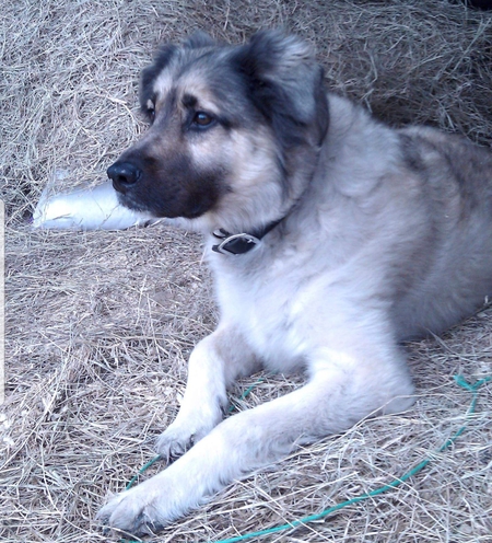 Odin