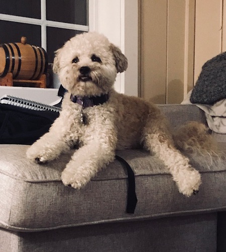 Teddy Bear