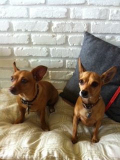 Lily (left) and Trixie (right)