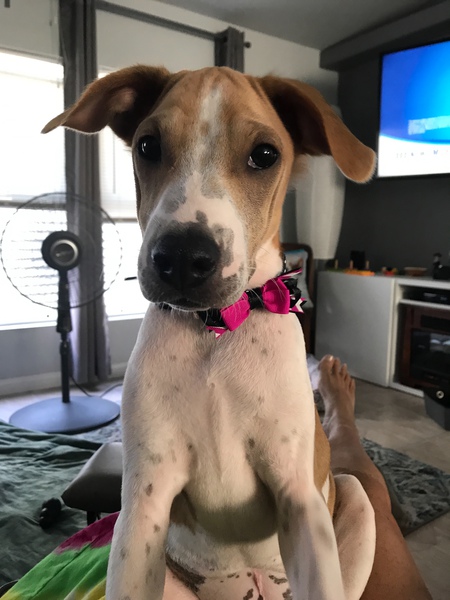 Dulcinea