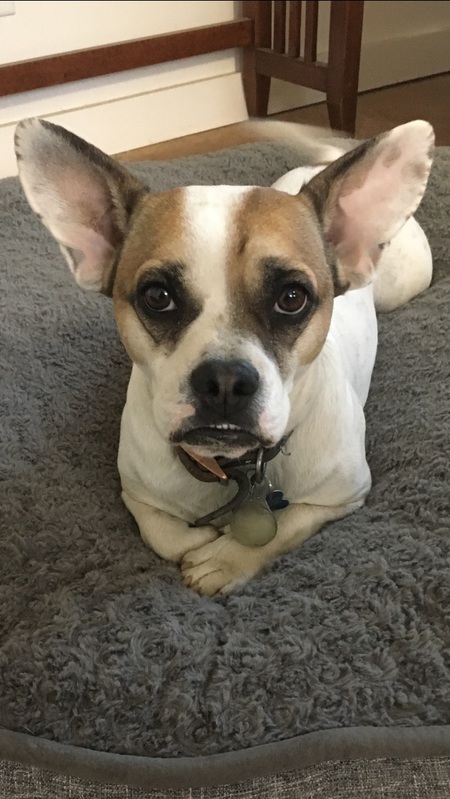 Georgie Kastanza 