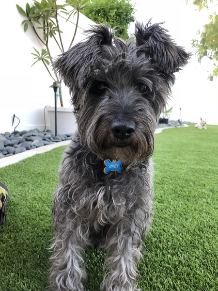 Huey