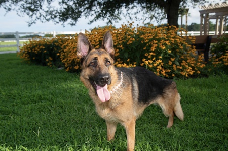 Ella
