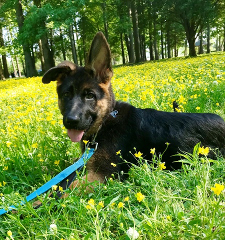 Apollo