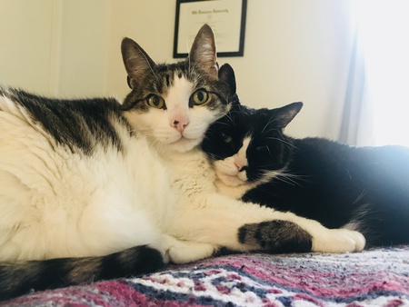 Mama Kitty and Papa Kitty