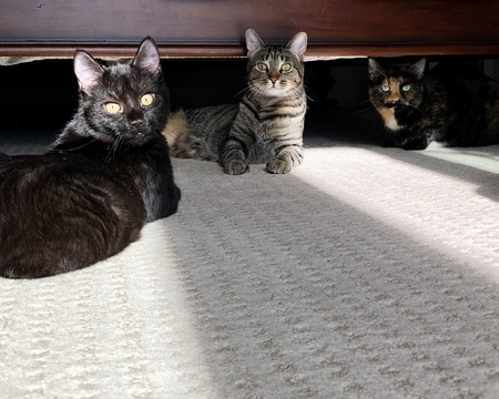 Jed, MoMo, and Charlie