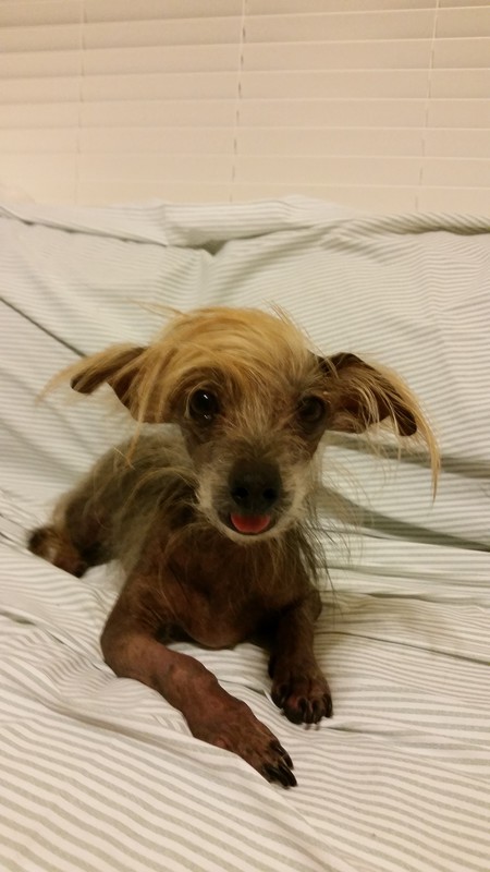 Max  (aka Trump)